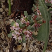 Euphorbia rosea Retz.